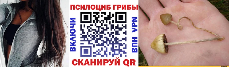 Купить  Пересвет  Псилоцибиновые грибы MAGIC MUSHROOMS 